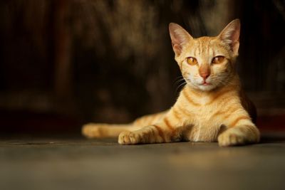 Close-up of cat