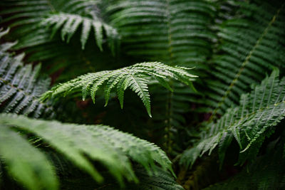 Close-up of fern leaves