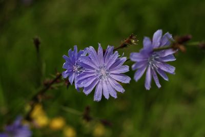Close-up of bee pollinating on purple flower