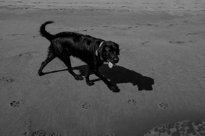 High angle view of dog on beach