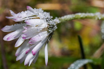 Close-up of wet purple flowering plant during rainy season