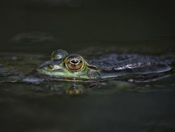 Close-up of turtle in water