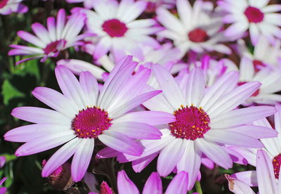 Close-up of pink flowers