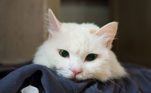 Close-up portrait of cat on clothing