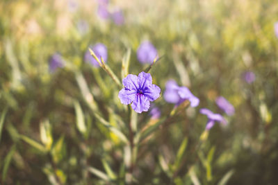 Close-up of purple flowering plant