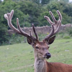 Portrait of deer on field