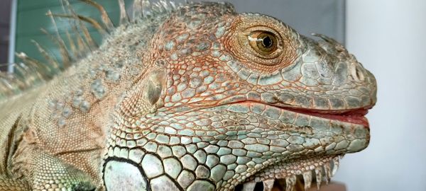 Close-up of iguana