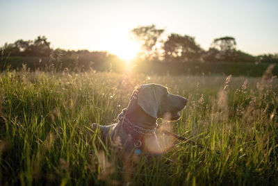 Close-up of dog on grassy field during sunset