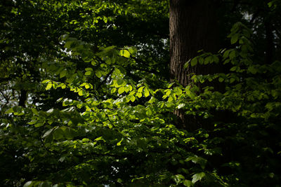 Trees and leaves in forest
