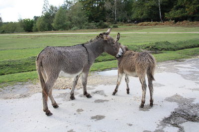 Two donkeys in a field