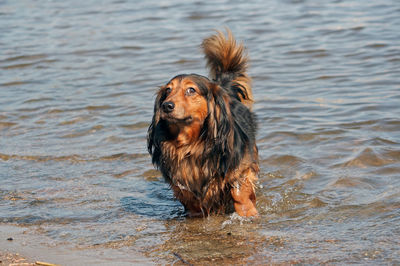 Sausage dog with short legs in the shallow river.