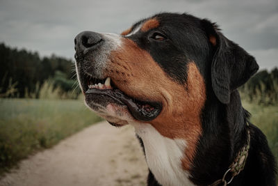 Close-up of dog