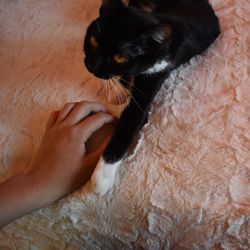 Close-up of hand feeding cat
