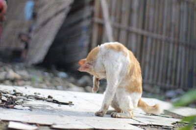 Side view of a dog sitting outdoors