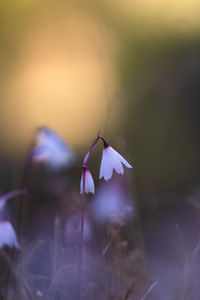 plant
