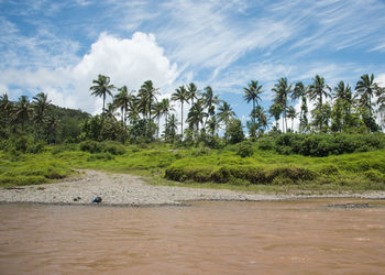 Scenic view of river by trees against sky