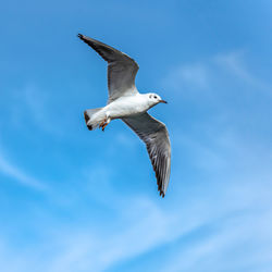 Low angle view of seagull flying
