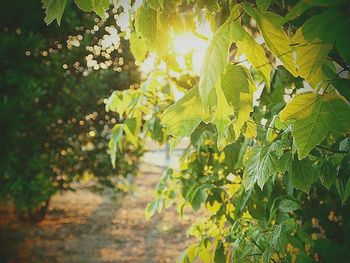 Plants growing on tree