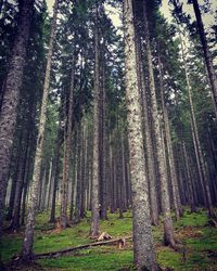 Trees in forest