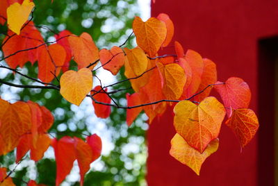 Low angle view of maple leaves on tree