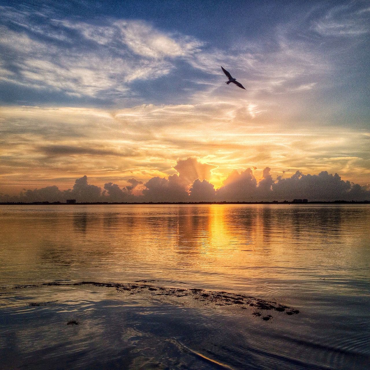 flying, bird, sky, water, sunset, scenics, tranquil scene, cloud - sky, beauty in nature, tranquility, sea, animal themes, nature, cloud, wildlife, idyllic, animals in the wild, reflection, one animal, lake