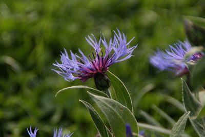 Close-up of purple flowering plant