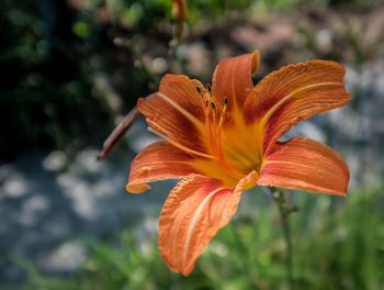 Close-up of orange day lily blooming outdoors