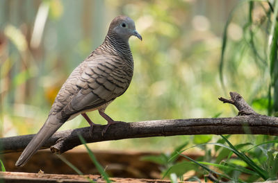 Close-up of bird perching on branch