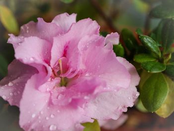 Close-up of pink flowers blooming in pond