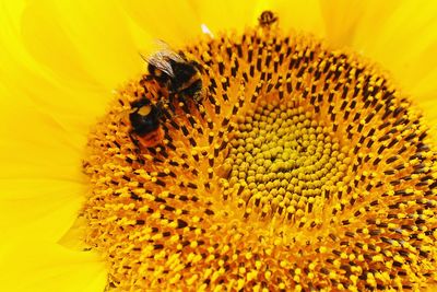 Close-up of bee on yellow flower