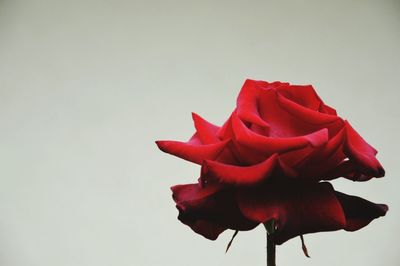 Close-up of red rose