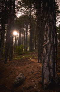 Trees in forest against sky