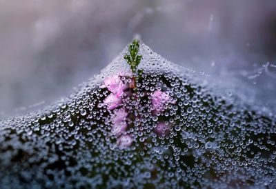 Close-up of snow on plant