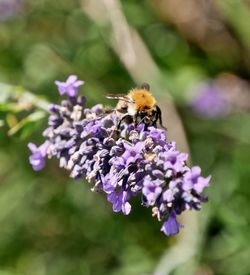 Close-up of bee pollinating on purple flower