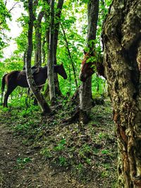 View of trees in forest