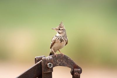 Close-up of bird perching outdoors