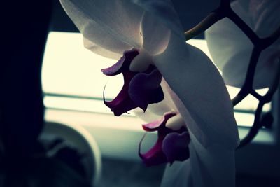 Close-up of plant against blurred background