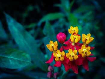 Close-up of yellow flowering plant