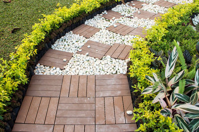 High angle view of flowering plants in garden