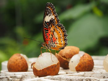 Close-up of butterfly on leaf