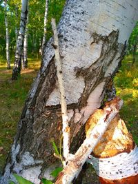 Close-up of tree trunk in forest