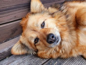 Portrait of dog lying on floor