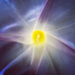 Close-up of yellow flower