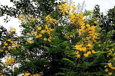 Yellow flowering plants and trees against sky