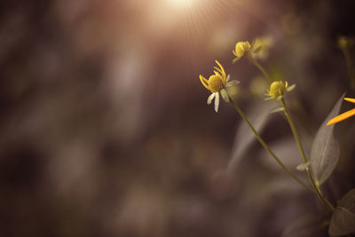 Close-up of yellow flowering plant