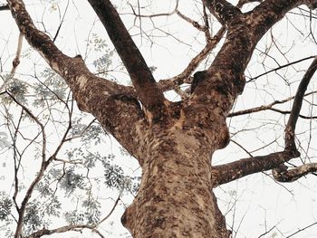 Low angle view of bare tree against sky