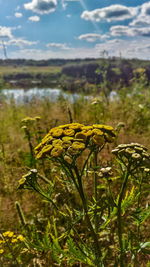 Close-up of plants growing in farm