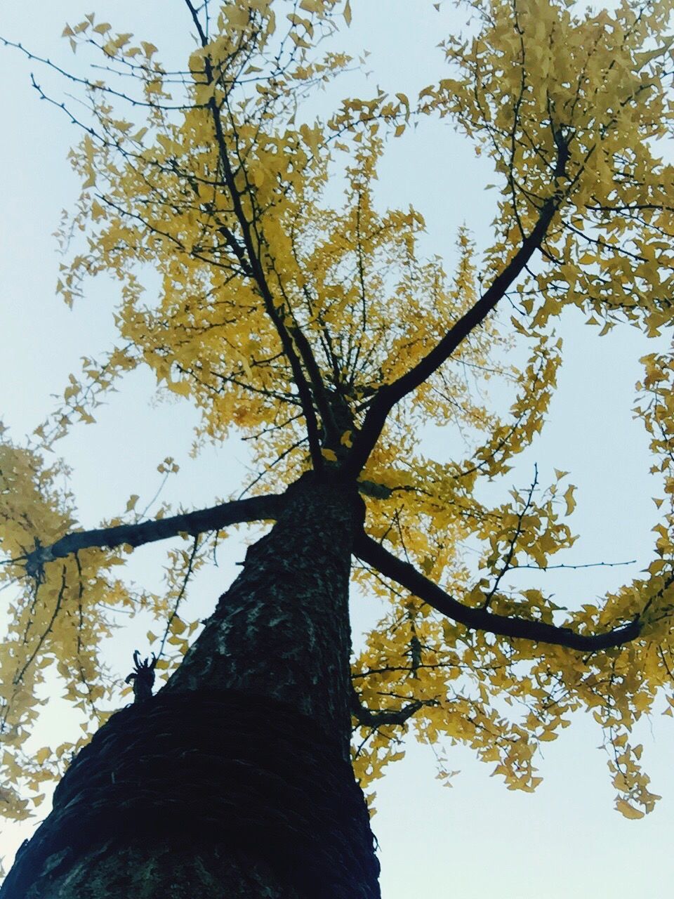 tree, low angle view, branch, growth, nature, clear sky, tree trunk, sky, beauty in nature, tranquility, day, outdoors, no people, leaf, sunlight, close-up, freshness, yellow, scenics, directly below