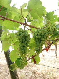 Tree growing in vineyard