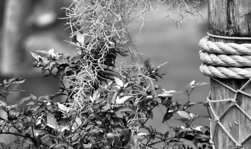 Close-up of tree branch